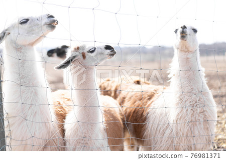 Cute animal alpaka lama on farm outdoors Cute animal alpaka lama on farm outdoors 76981371