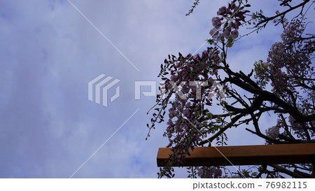 Wisteria flowers blooming in the morning sky Wisteria flowers blooming in the morning sky 76982115