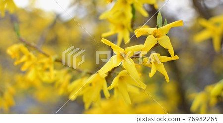 Blooming Forsythia Intermedia Blooming Forsythia Intermedia 76982265