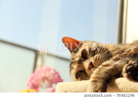 American shorthair silver patched tabby cat looking at the camera lying down on the cat tower 76982296