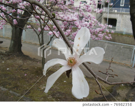 It is a member of magnolia kobus and magnolia, but it has a nice floral scent. It is a member of magnolia kobus and magnolia, but it has a nice floral scent. 76982358