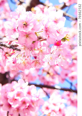 Sakura Sakura Sakura Sakura Pink Petals Cherry-blossom 賞花 美麗的,美麗的,平靜的,陽光的,可愛的,平靜的,柔和的 Sakura Sakura Sakura Sakura Pink Petals Cherry-blossom 賞花 美麗的,美麗的,平靜的,陽光的,可愛的,平靜的,柔和的 76982582