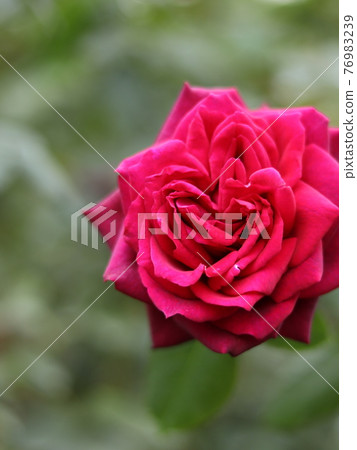 Beautiful Rose Beautiful Rose 76983239