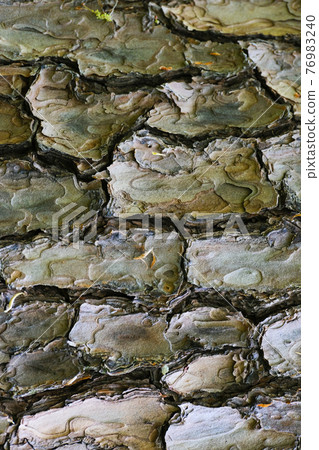 [Tree] Bark texture / background material 76983240