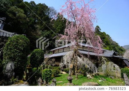 Weeping cherry blossoms at Onoji Temple in Murou, Nara Prefecture 76983323