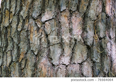 [Tree] Bark texture / background material 76984064