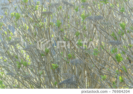 New leaves and dead flowers of hydrangea background New leaves and dead flowers of hydrangea background 76984204