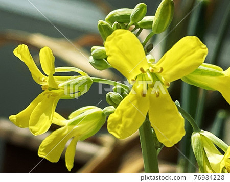 Rape blossoms_cabbage 1 Rape blossoms_cabbage 1 76984228
