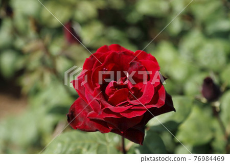 荒尾市少女公民花壇玫瑰花, 荒尾市少女公民花壇玫瑰花, 76984469