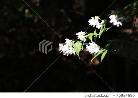 春天開花的樹，細長的deutzia 76984696
