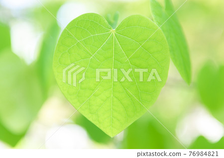 Heart shaped leaf 76984821