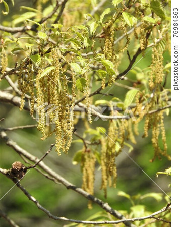 櫟屬serrata花 76984863