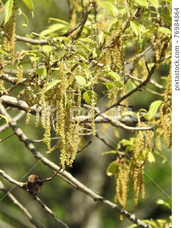 櫟屬serrata花 76984864