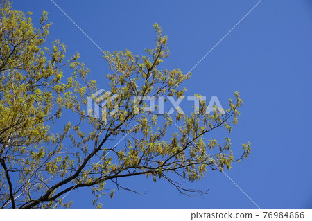 Flower of Quercus serrata 76984866