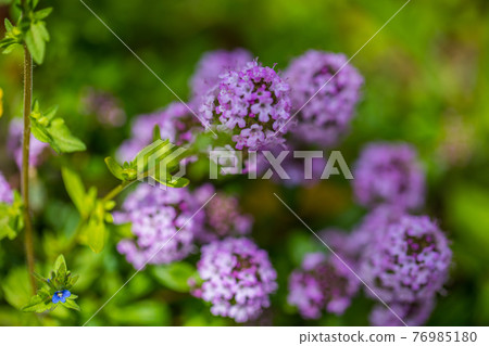 Creeping time flowers 76985180