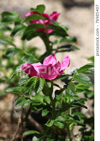 花語是旅行的樂趣：Hamanasu 76985407