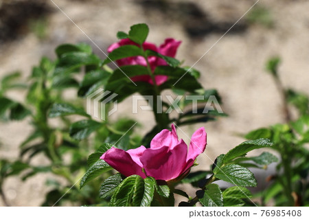 花語是旅行的樂趣:Hamanasu 花語是旅行的樂趣:Hamanasu 76985408