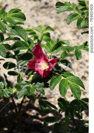 花語是旅行的樂趣：Hamanasu 76985409