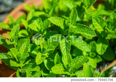 Mint Mint 76985706