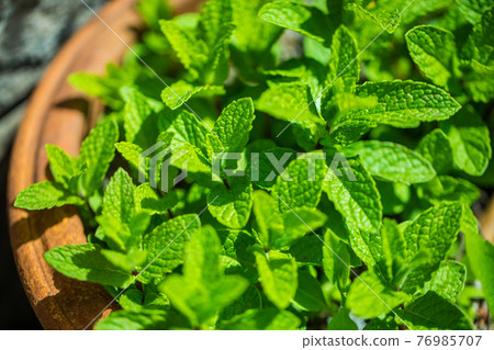 Mint 76985707