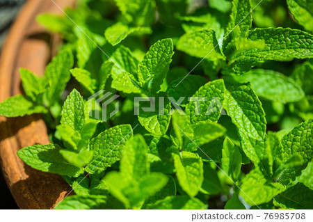 Mint 76985708