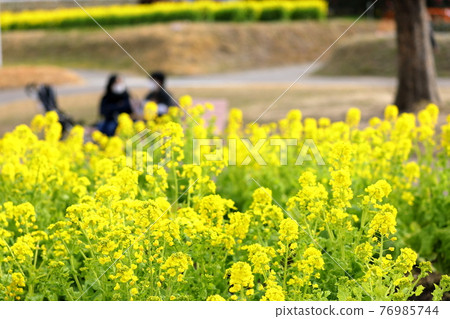 A couple talking on a bench while watching a rape field A couple talking on a bench while watching a rape field 76985744