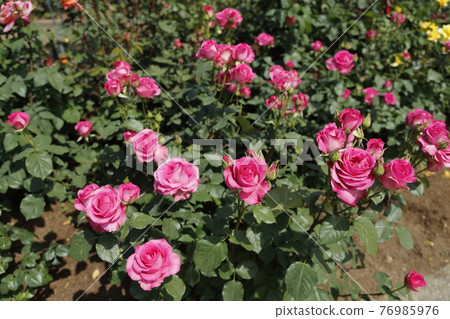 Arao City Ominous Citizen Flower Bed Rose Flower, 76985976