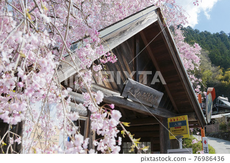 Weeping cherry tree at Hinohara Village, Tokyo Bus Stop April Weeping cherry tree at Hinohara Village, Tokyo Bus Stop April 76986436