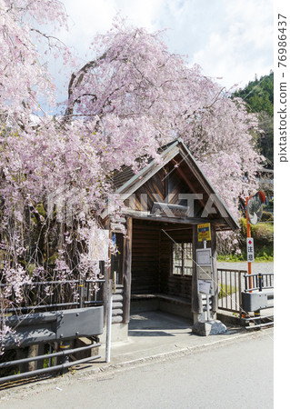 Weeping cherry tree at Hinohara Village, Tokyo Bus Stop April Weeping cherry tree at Hinohara Village, Tokyo Bus Stop April 76986437