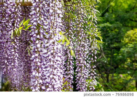 Kasukabe City, Saitama Prefecture Ushijima no Fuji Fujihanaen Kasukabe City, Saitama Prefecture Ushijima no Fuji Fujihanaen 76986898