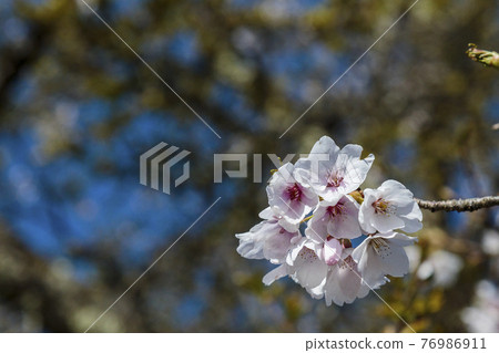 Mountain cherry blossoms shining in the blue sky April Okutama Tokyo Mountain cherry blossoms shining in the blue sky April Okutama Tokyo 76986911