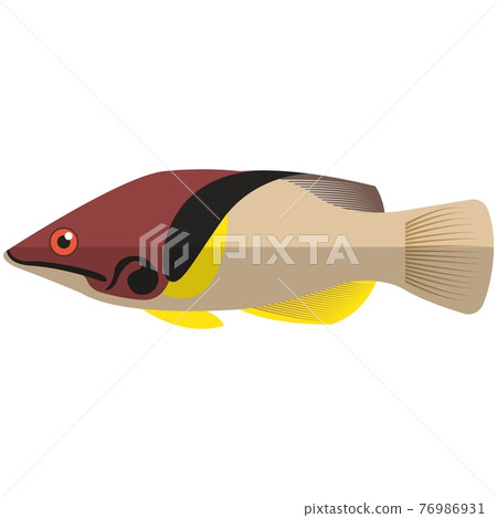 Vector fish barred hogfis sea or ocean underwater life Vector fish barred hogfis sea or ocean underwater life 76986931