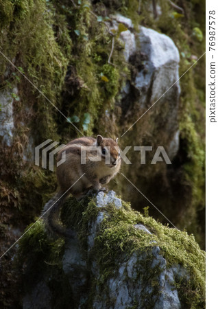 Squirrel on the moss 76987578