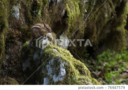 Squirrel on the moss 76987579
