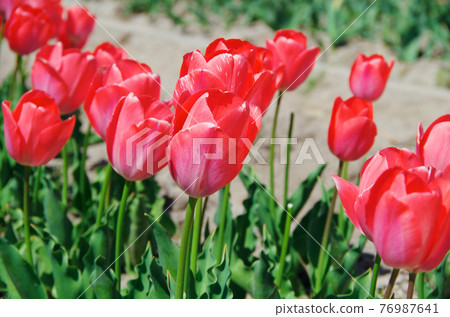 [Variety: Mystic Van Ake] Tulips with dark pink petals 76987641