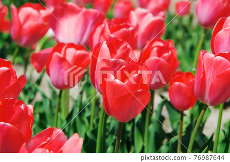 [Variety: Mystic Van Ake] Tulips with dark pink petals 76987644