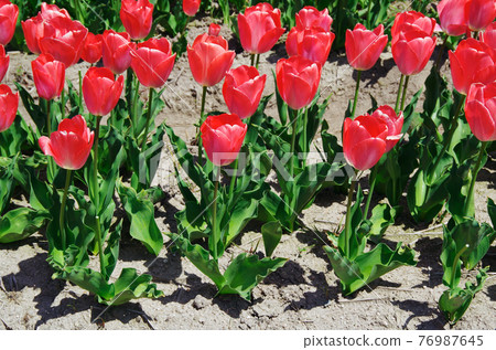 [Variety: Mystic Van Ake] Tulips with dark pink petals 76987645