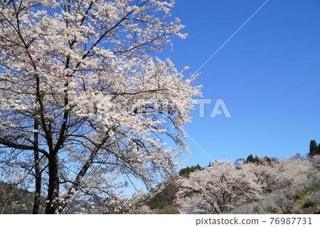 Wild mountain cherry trees in Lu Wild mountain cherry trees in Lu 76987731