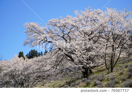 Wild mountain cherry trees in Lu Wild mountain cherry trees in Lu 76987737