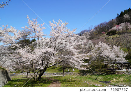 Wild mountain cherry trees in Lu Wild mountain cherry trees in Lu 76987767