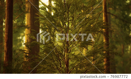 giant sequoias in redwood forest 76987772