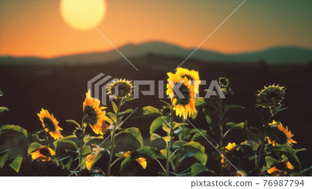 big beautiful sunflowers at sunset 76987794