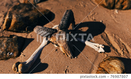 ram skull at sand beach 76987807