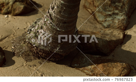 closeup of a palm tree trunk at caribbean sand beach closeup of a palm tree trunk at caribbean sand beach 76987823
