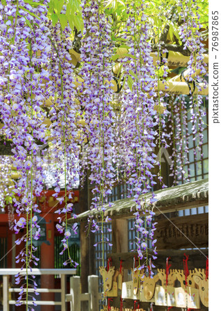 Kasuga Taisha, a World Heritage Site with full bloom of wisteria 76987865