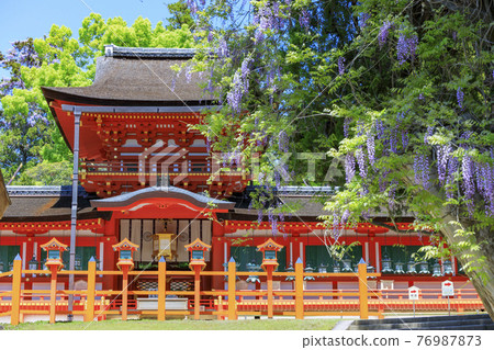 Kasuga Taisha, a World Heritage Site with full bloom of wisteria 76987873