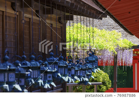 Kasuga Taisha, a World Heritage Site with full bloom of wisteria 76987886