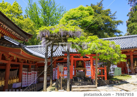 盛開紫藤的世界遺產春日大社 76987958