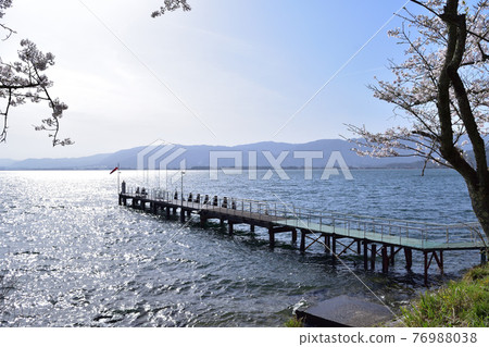 Kaizu Osaki Port Pier and Cherry Blossoms 76988038