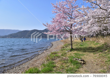 Kaizu Osaki和琵琶湖的櫻花 76988045